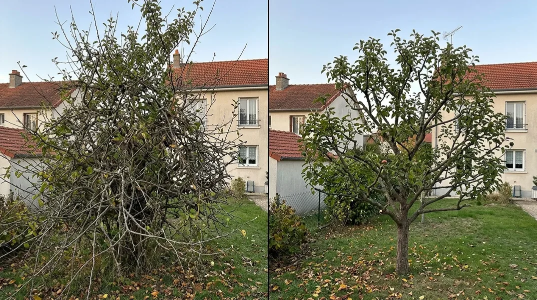 Résultat élagage en Loire-Atlantique — Elagage Nantes